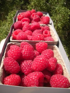 Raspberries