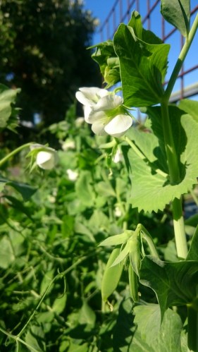 FFF Peas Blossoms