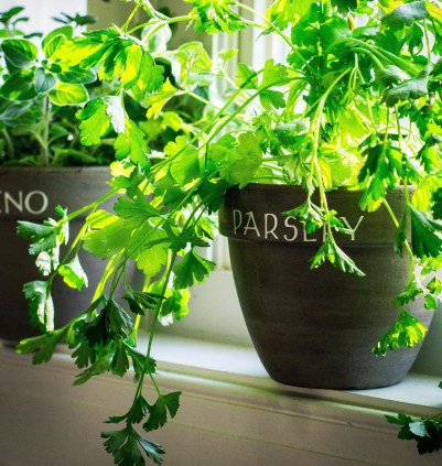 https://funfoodfeed.com/wp-content/uploads/2017/01/3aece-parsley.jpg