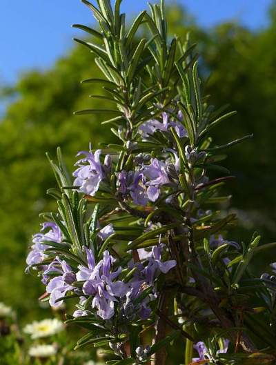 Rosemary_2014_05_19_Wilpshire_Ribchester_R_Ribble_Preston_155p3